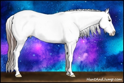 Horse Color:Liver Chestnut Appaloosa 