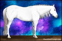 Horse Color:Liver Chestnut Appaloosa 