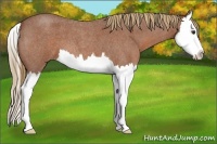Horse Color:Red Roan Splash 