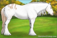 Horse Color:Bay Pearl Sabino Tobiano Appaloosa 