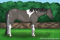 Horse Color:Grullo Sabino Tobiano 
