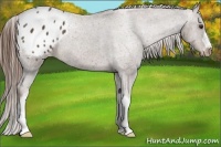 Horse Color:Liver Chestnut Appaloosa