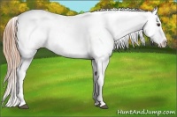 Horse Color:Red Dun Appaloosa 