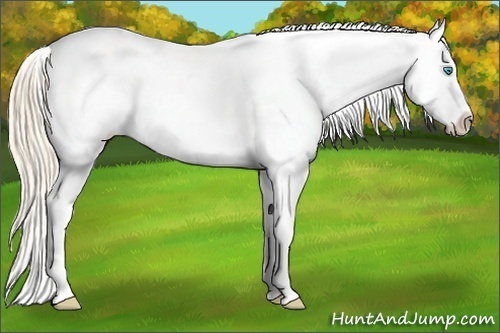 Horse Color:Perlino Varnish 