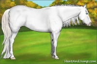 Horse Color:Perlino Varnish 