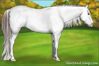 Horse Color:Liver Chestnut Appaloosa 