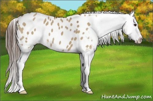 Horse Color:Liver Red Dun Appaloosa 