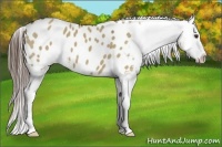 Horse Color:Liver Red Dun Appaloosa