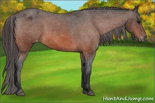Horse Color:Unknown 
