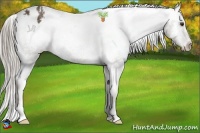 Horse Color:Chocolate Palomino Appaloosa 
