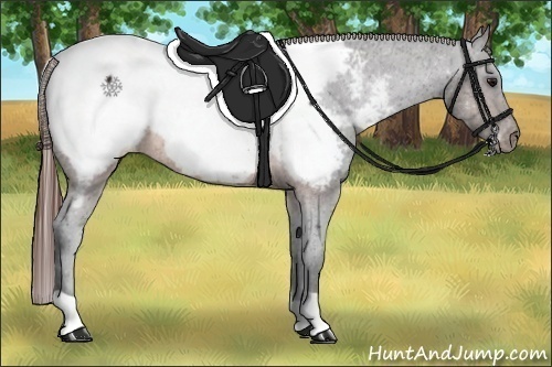 Horse Color:Brown Appaloosa Rabicano