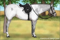 Horse Color:Brown Snowcap Rabicano 