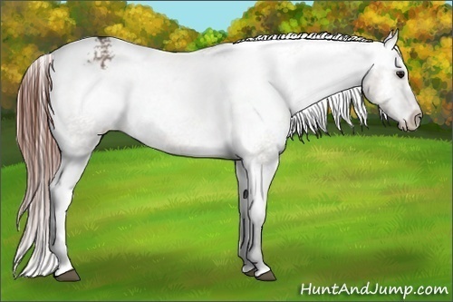 Horse Color:Brown Dun Appaloosa 