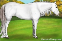 Horse Color:Liver Chestnut Appaloosa 