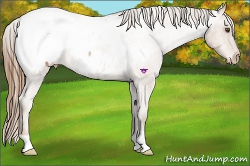 Horse Color:Brown Roan Pearl Snowcap