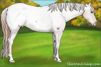 Horse Color:Brown Roan Pearl Snowcap 