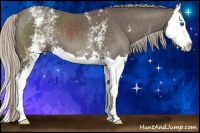 Horse Color:White Spotted Silver Black Splash 