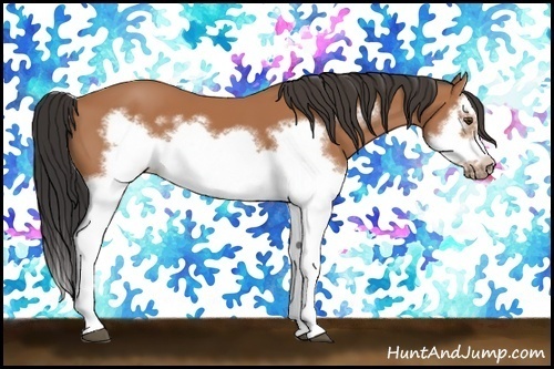 Horse Color:Bay Splash Frame 