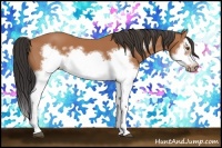 Horse Color:Bay Splash Frame