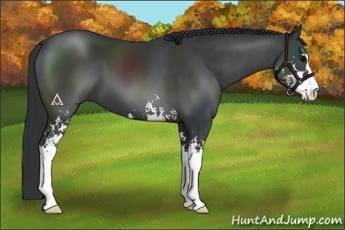 Horse Color:Black Sabino