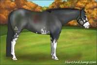 Horse Color:Black Sabino 