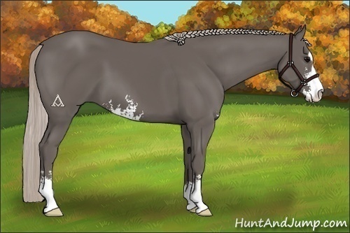 Horse Color:Silver Black Sabino 