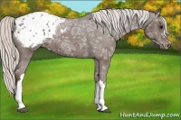 Horse Color:Silver Black Ice Appaloosa