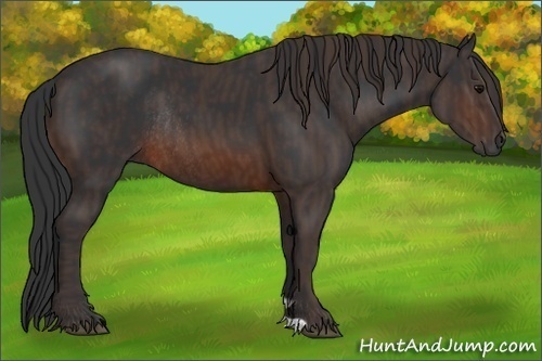 Horse Color:Brown Rabicano  Brindle