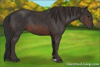 Horse Color:Brown Rabicano  Brindle
