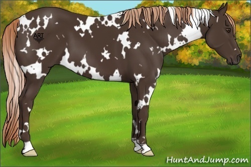 Horse Color:White Spotted Liver Chestnut 