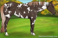 Horse Color:White Spotted Liver Chestnut 