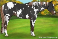Horse Color:White Spotted Liver Chestnut