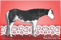 Horse Color:Black Sabino Splash