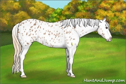 Horse Color:Chestnut Appaloosa Rabicano 