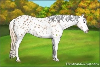 Horse Color:Chestnut Appaloosa Rabicano 