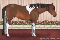 Horse Color:Bay Tobiano 