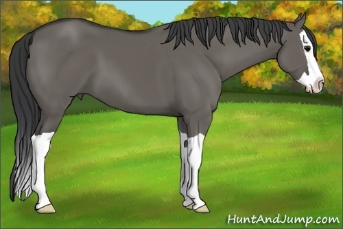 Horse Color:Grullo Splash 