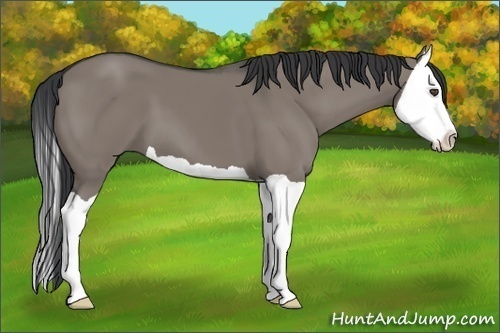 Horse Color:Grullo Splash 