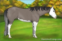 Horse Color:Grullo Splash 