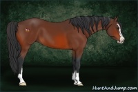Horse Color:Bay Sabino