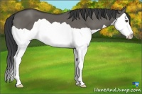 Horse Color:Grullo Splash 