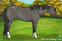 Horse Color:Grullo
