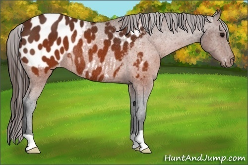 Horse Color:Brown Appaloosa Rabicano