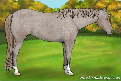 Horse Color:Buckskin Varnish