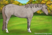 Horse Color:Buckskin Varnish