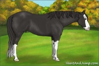Horse Color:Liver Chestnut Splash Frame 
