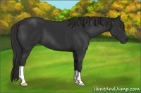 Horse Color:Liver Chestnut Frame 