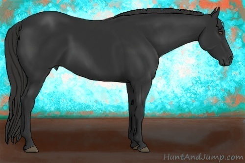 Horse Color:Liver Chestnut Frame 
