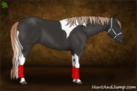 Horse Color:Liver Chestnut Tobiano Frame 