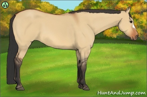 Horse Color:Bay Dun